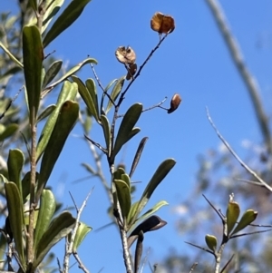 Bursaria spinosa subsp. lasiophylla at Bruce, ACT - 23 Aug 2023 12:53 PM