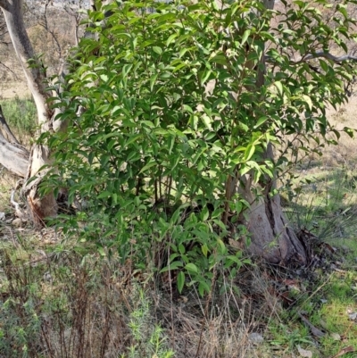 Ligustrum lucidum (Large-leaved Privet) at Tuggeranong, ACT - 23 Aug 2023 by LPadg