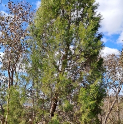 Callitris endlicheri (Black Cypress Pine) at Tuggeranong, ACT - 23 Aug 2023 by LPadg