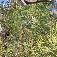 Callitris endlicheri at Tuggeranong, ACT - 23 Aug 2023