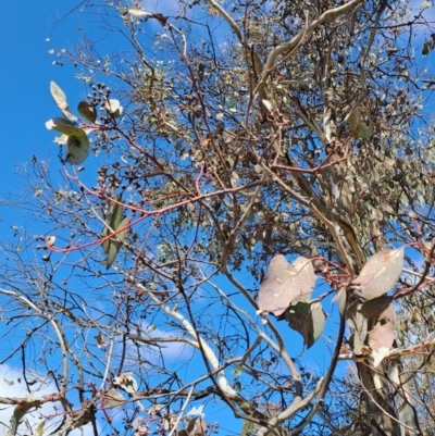 Eucalyptus polyanthemos subsp. polyanthemos (Red Box) at Wanniassa Hill - 23 Aug 2023 by LPadg