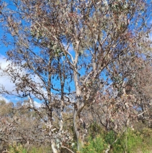 Eucalyptus polyanthemos subsp. polyanthemos at Tuggeranong, ACT - 23 Aug 2023