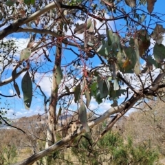 Eucalyptus polyanthemos subsp. polyanthemos at Tuggeranong, ACT - 23 Aug 2023 12:06 PM