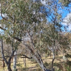 Eucalyptus rossii (Inland Scribbly Gum) at Wanniassa Hill - 23 Aug 2023 by LPadg