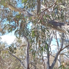 Eucalyptus rossii at Tuggeranong, ACT - 23 Aug 2023