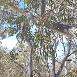 Eucalyptus rossii at Tuggeranong, ACT - 23 Aug 2023 11:49 AM