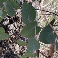 Eucalyptus bridgesiana (Apple Box) at Bruce Ridge to Gossan Hill - 23 Aug 2023 by JVR