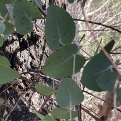 Eucalyptus bridgesiana (Apple Box) at Flea Bog Flat, Bruce - 23 Aug 2023 by JVR