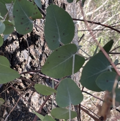 Eucalyptus bridgesiana (Apple Box) at Bruce Ridge to Gossan Hill - 23 Aug 2023 by JVR