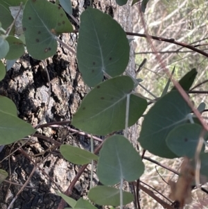 Eucalyptus bridgesiana at Bruce, ACT - 23 Aug 2023