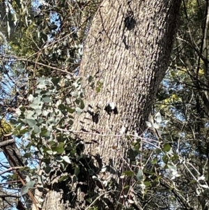 Eucalyptus bridgesiana at Bruce Ridge to Gossan Hill - 23 Aug 2023