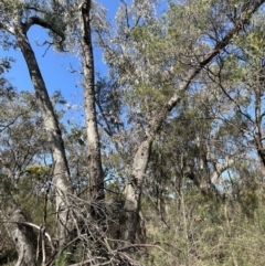Eucalyptus bridgesiana at Bruce, ACT - 23 Aug 2023