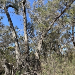 Eucalyptus bridgesiana at Bruce Ridge to Gossan Hill - 23 Aug 2023