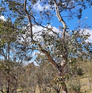 Eucalyptus blakelyi at Tuggeranong, ACT - 23 Aug 2023