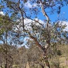 Eucalyptus blakelyi (Blakely's Red Gum) at Tuggeranong, ACT - 23 Aug 2023 by LPadg
