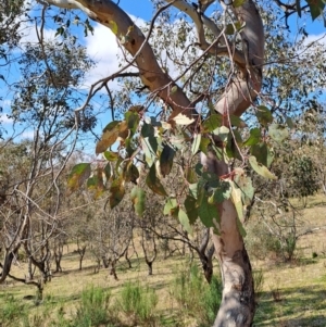 Eucalyptus blakelyi at Tuggeranong, ACT - 23 Aug 2023