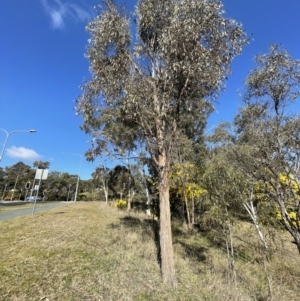 Eucalyptus macrorhyncha at Bruce, ACT - 23 Aug 2023