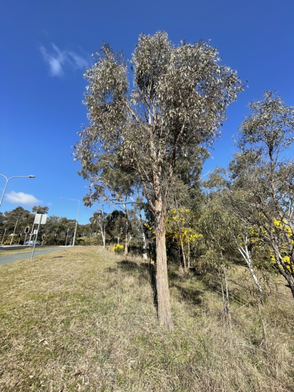 Eucalyptus macrorhyncha at Bruce, ACT - 23 Aug 2023