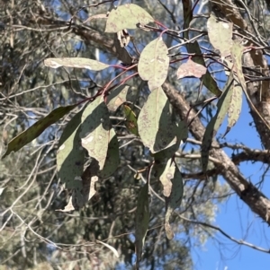 Eucalyptus macrorhyncha at Bruce, ACT - 23 Aug 2023