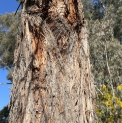 Eucalyptus macrorhyncha at Bruce, ACT - 23 Aug 2023