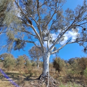 Eucalyptus polyanthemos subsp. polyanthemos at Wanniassa Hill - 23 Aug 2023