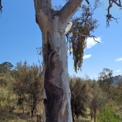 Eucalyptus polyanthemos subsp. polyanthemos at Wanniassa Hill - 23 Aug 2023