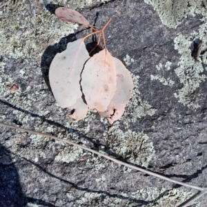 Eucalyptus polyanthemos subsp. polyanthemos at Wanniassa Hill - 23 Aug 2023