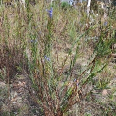 Stypandra glauca (Nodding Blue Lily) at Tuggeranong, ACT - 23 Aug 2023 by LPadg