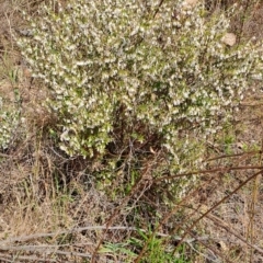 Leucopogon fletcheri subsp. brevisepalus (Twin Flower Beard-Heath) at Tuggeranong, ACT - 23 Aug 2023 by LPadg