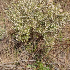 Leucopogon fletcheri subsp. brevisepalus at Tuggeranong, ACT - 23 Aug 2023