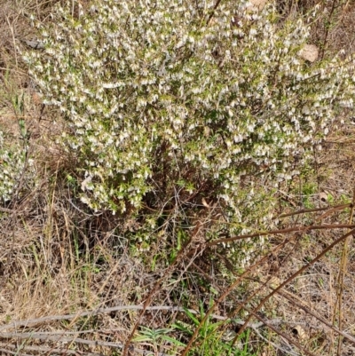 Leucopogon fletcheri subsp. brevisepalus (Twin Flower Beard-Heath) at Wanniassa Hill - 23 Aug 2023 by LPadg