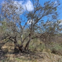 Eucalyptus polyanthemos subsp. polyanthemos (Red Box) at Tuggeranong, ACT - 23 Aug 2023 by LPadg