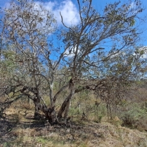 Eucalyptus polyanthemos subsp. polyanthemos at Tuggeranong, ACT - 23 Aug 2023