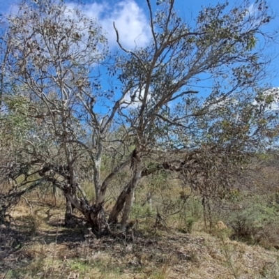 Eucalyptus polyanthemos subsp. polyanthemos (Red Box) at Tuggeranong, ACT - 23 Aug 2023 by LPadg