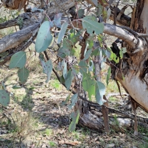 Eucalyptus polyanthemos subsp. polyanthemos at Tuggeranong, ACT - 23 Aug 2023 11:30 AM