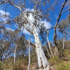 Eucalyptus rossii (Inland Scribbly Gum) at Wanniassa Hill - 23 Aug 2023 by LPadg