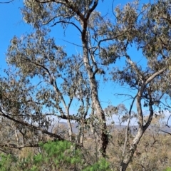 Eucalyptus nortonii (Mealy Bundy) at Wanniassa Hill - 23 Aug 2023 by LPadg
