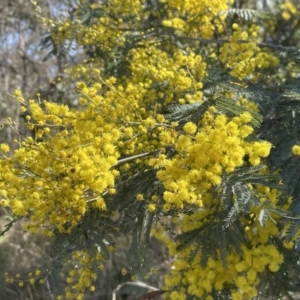 Acacia dealbata subsp. dealbata at Bruce, ACT - 23 Aug 2023