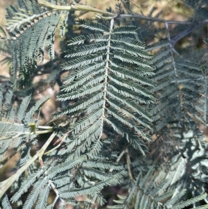 Acacia dealbata subsp. dealbata at Bruce, ACT - 23 Aug 2023 12:43 PM