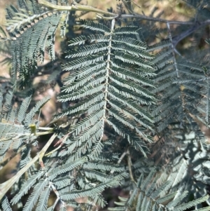Acacia dealbata subsp. dealbata at Bruce, ACT - 23 Aug 2023