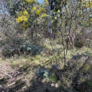 Acacia dealbata subsp. dealbata at Bruce, ACT - 23 Aug 2023