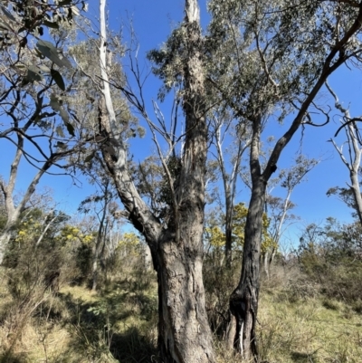 Eucalyptus melliodora (Yellow Box) at Bruce Ridge to Gossan Hill - 23 Aug 2023 by JVR