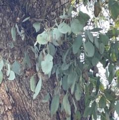 Eucalyptus melliodora at Bruce, ACT - 23 Aug 2023