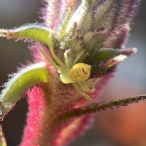 Lehtinelagia sp. (genus) at Mogo State Forest - 23 Aug 2023