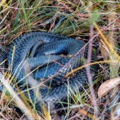 Unidentified Snake at Penrose, NSW - 22 Aug 2023 by Aussiegall