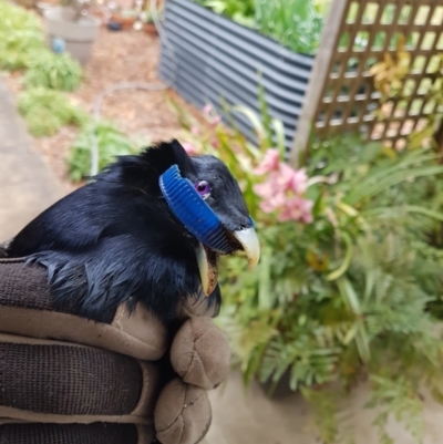 Ptilonorhynchus violaceus (Satin Bowerbird) at Wingecarribee Local Government Area - 23 Aug 2023 by Aussiegall