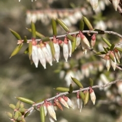 Leucopogon fletcheri subsp. brevisepalus (Twin Flower Beard-Heath) at Bruce, ACT - 23 Aug 2023 by JVR