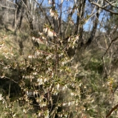 Leucopogon fletcheri subsp. brevisepalus at Bruce, ACT - 23 Aug 2023