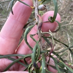 Melaleuca linearis (Narrow-leaved Bottlebrush) at Bomaderry Creek Regional Park - 23 Aug 2023 by lbradley