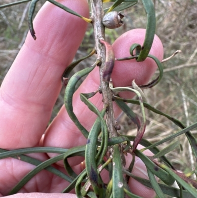 Callistemon linearis (Narrow-leaved Bottlebrush) at Bomaderry Creek Regional Park - 23 Aug 2023 by lbradleyKV